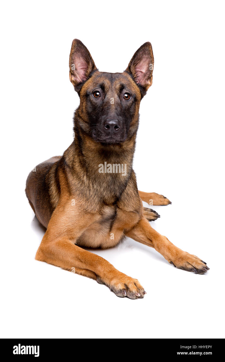 mechelse herder, Belgian shepherd, in front of a white background Stock Photo