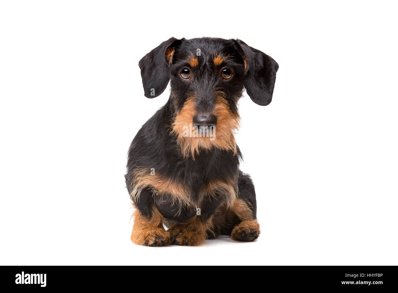 Wire Haired Dachshund In Front Of A White Background Stock Photo