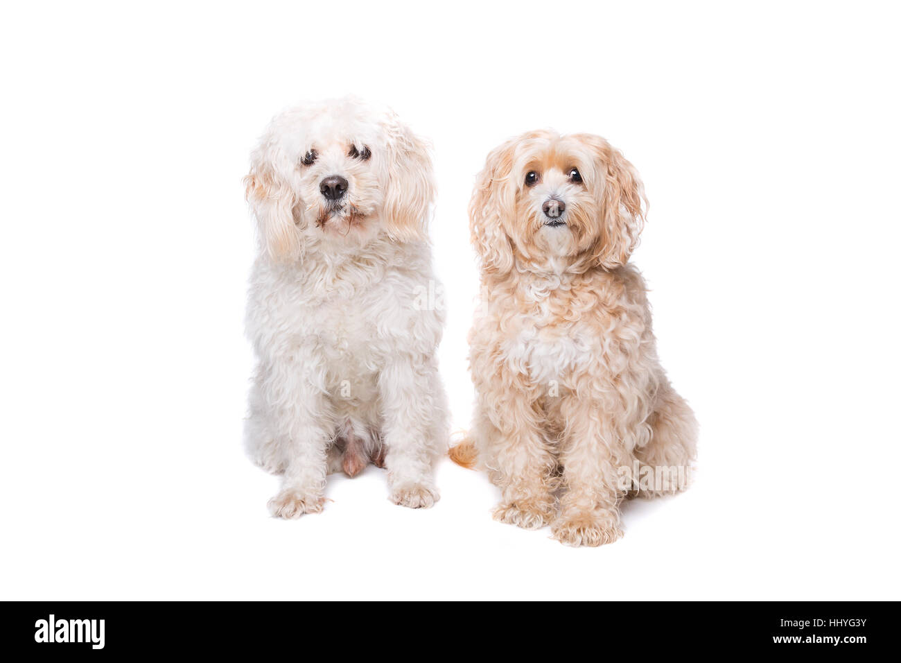 two dogs sitting in front of a white background Stock Photo - Alamy