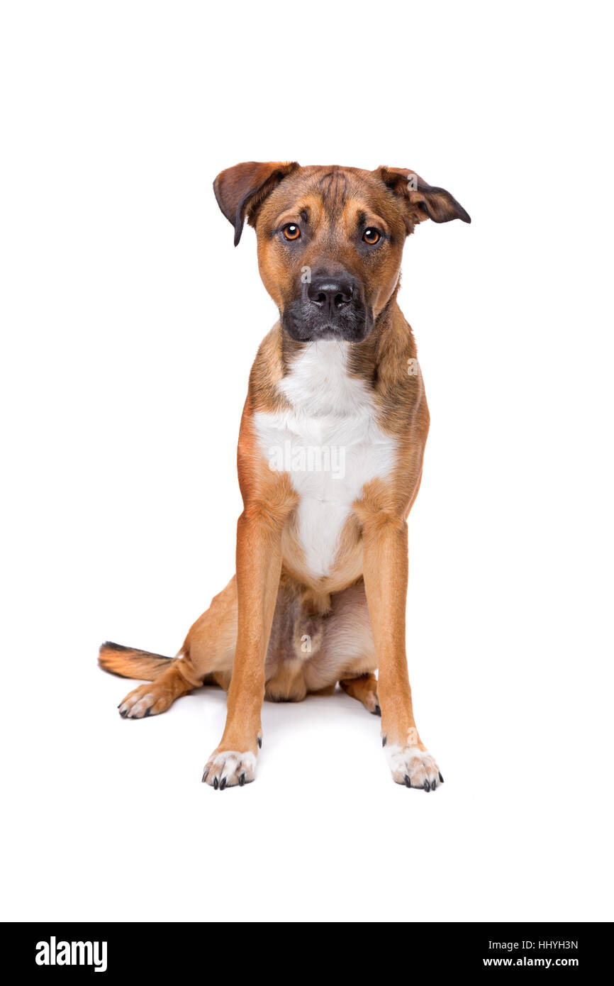 young mixed breed dog in front of a white background Stock Photo - Alamy