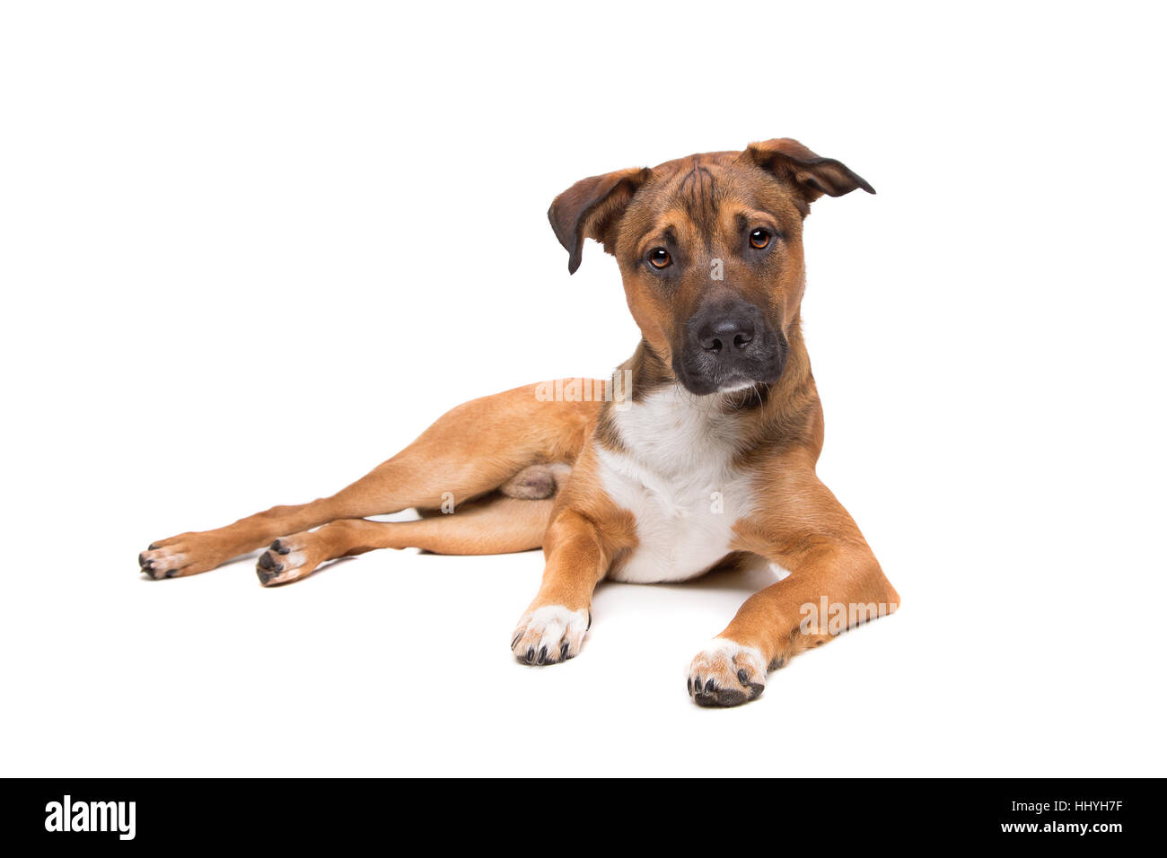 young mixed breed dog in front of a white background Stock Photo - Alamy