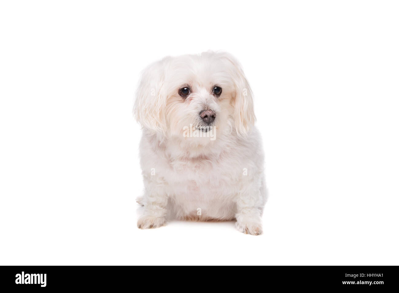 little white dog in front of a white background Stock Photo - Alamy