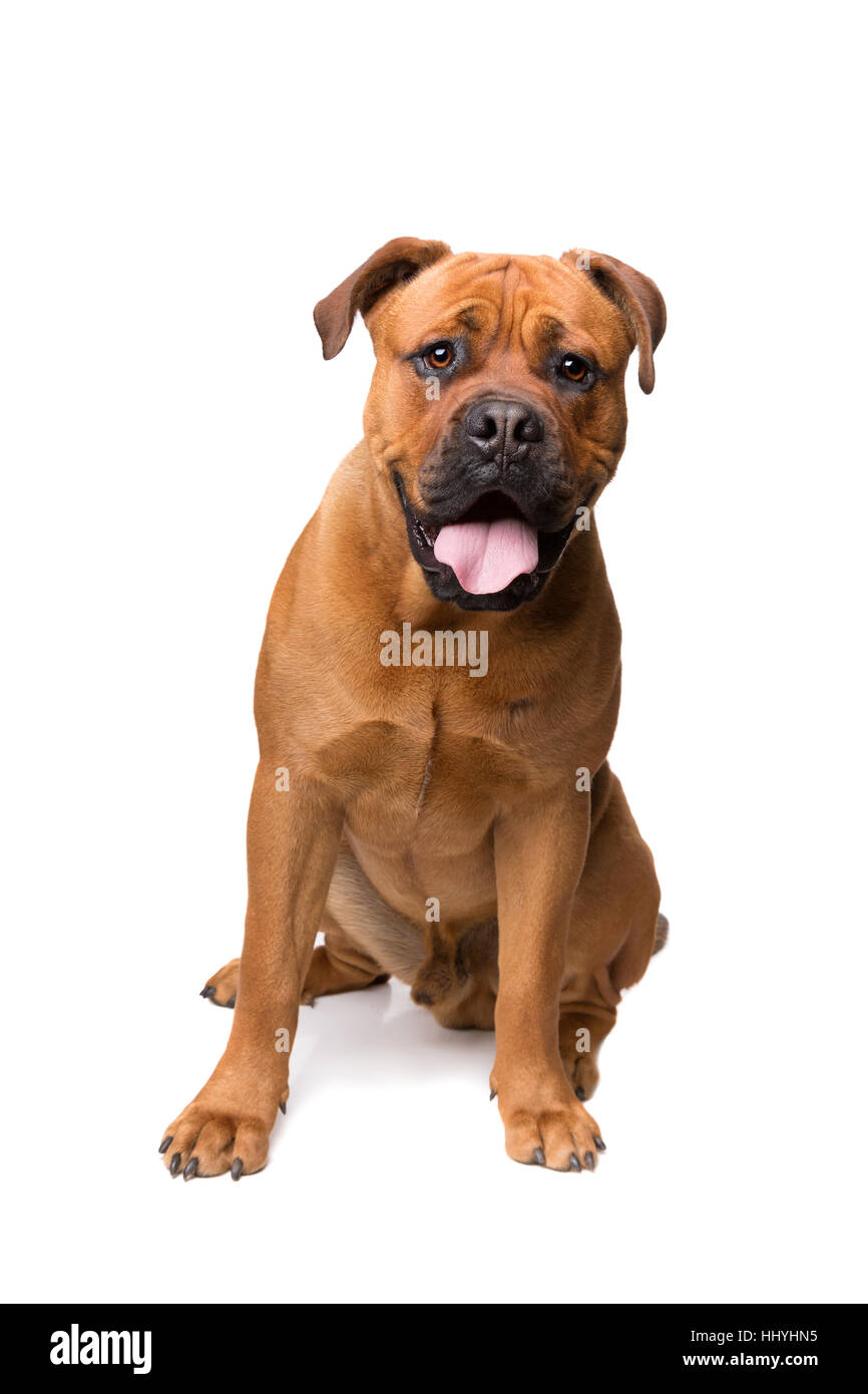 mixed breed dog , Boerboel, bull mastiff, in front of a white background Stock Photo