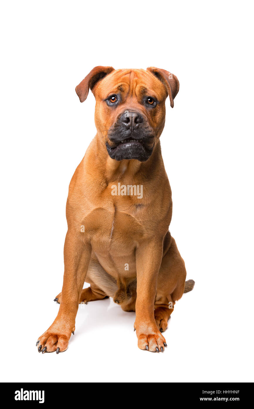 Mixed Breed Dog Boerboel Bull Mastiff In Front Of A White Stock Photo Alamy