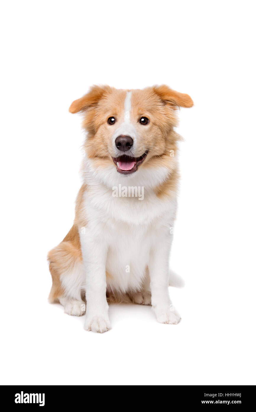 mixed breed dog in front of a white background Stock Photo - Alamy
