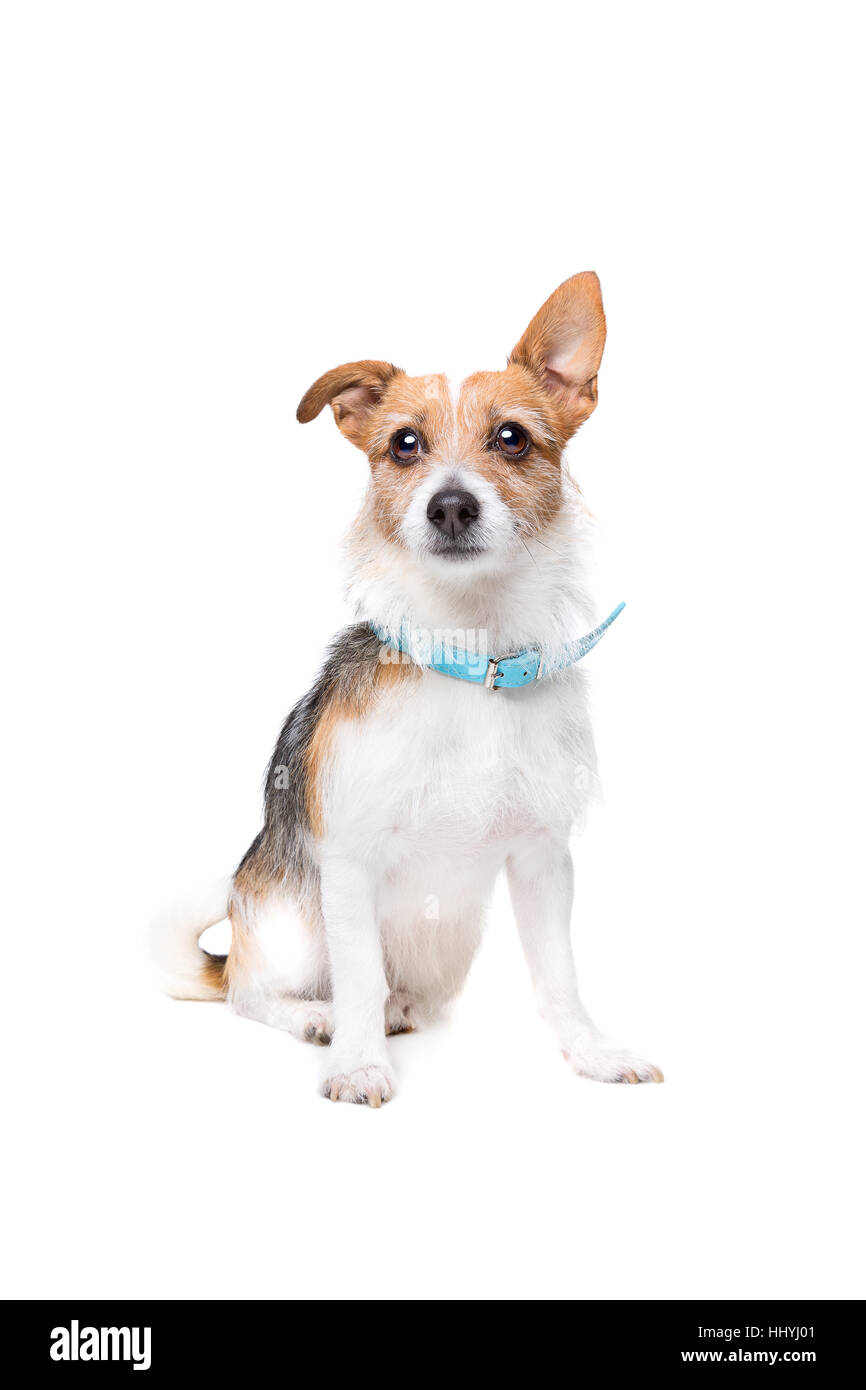 mixed breed dog in front of a white background Stock Photo - Alamy