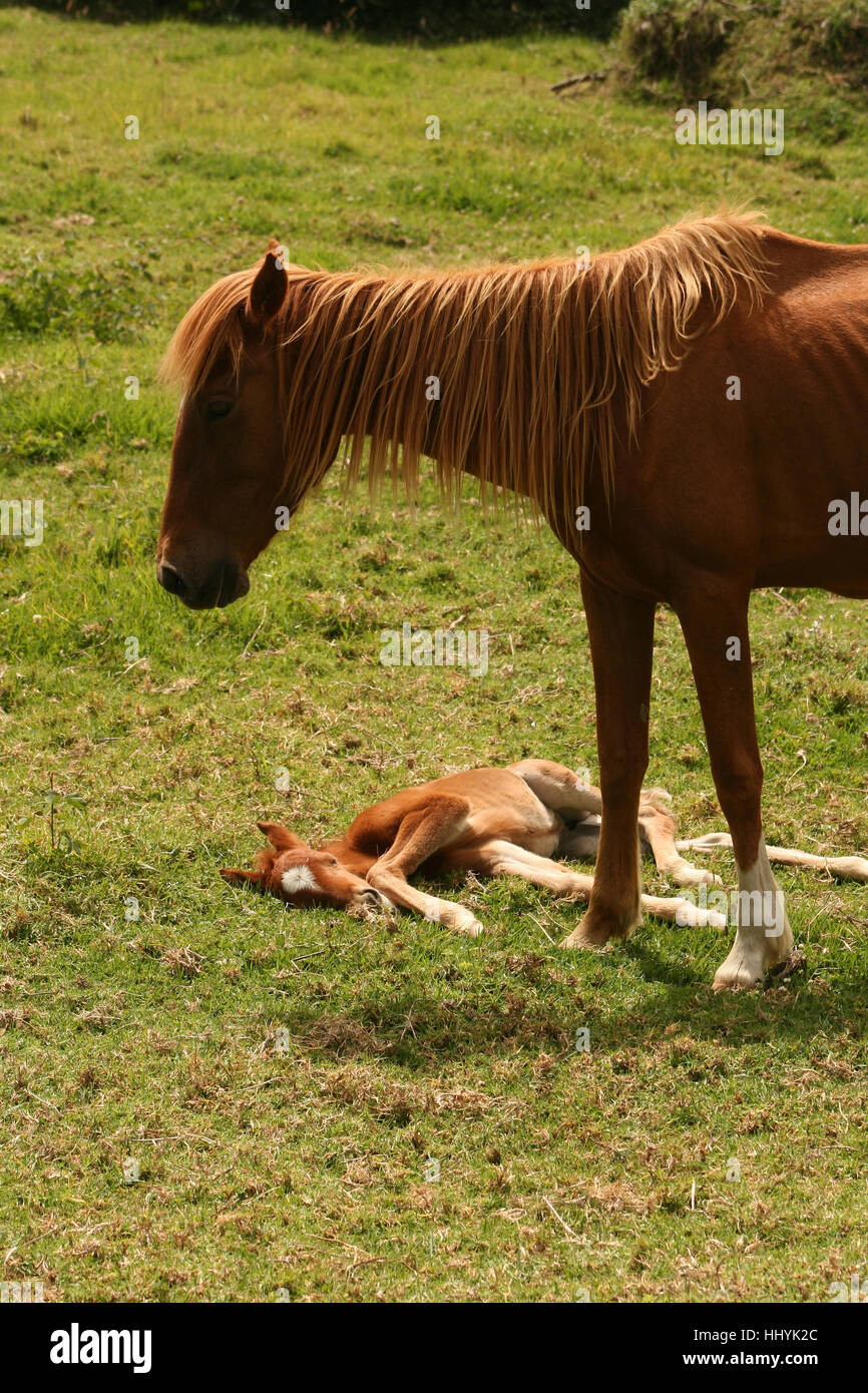horse, animal, outdoor, mare, farm, farm animal, colt, nature, female ...