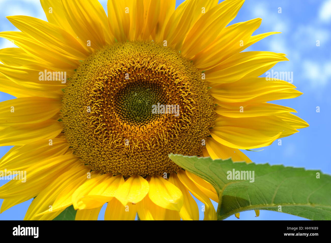 A beautiful sunflower Stock Photo - Alamy