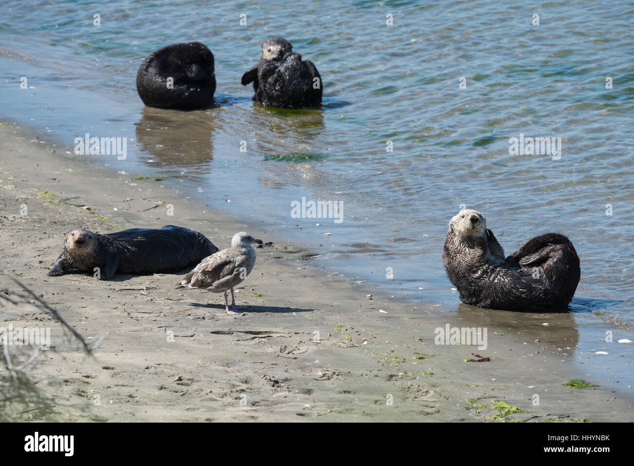 a juvenile western gull, Larus occidentalis watches as California sea otters or southern sea otters, Enhydra lutris nereis, bask on the beach, CA, USA Stock Photo