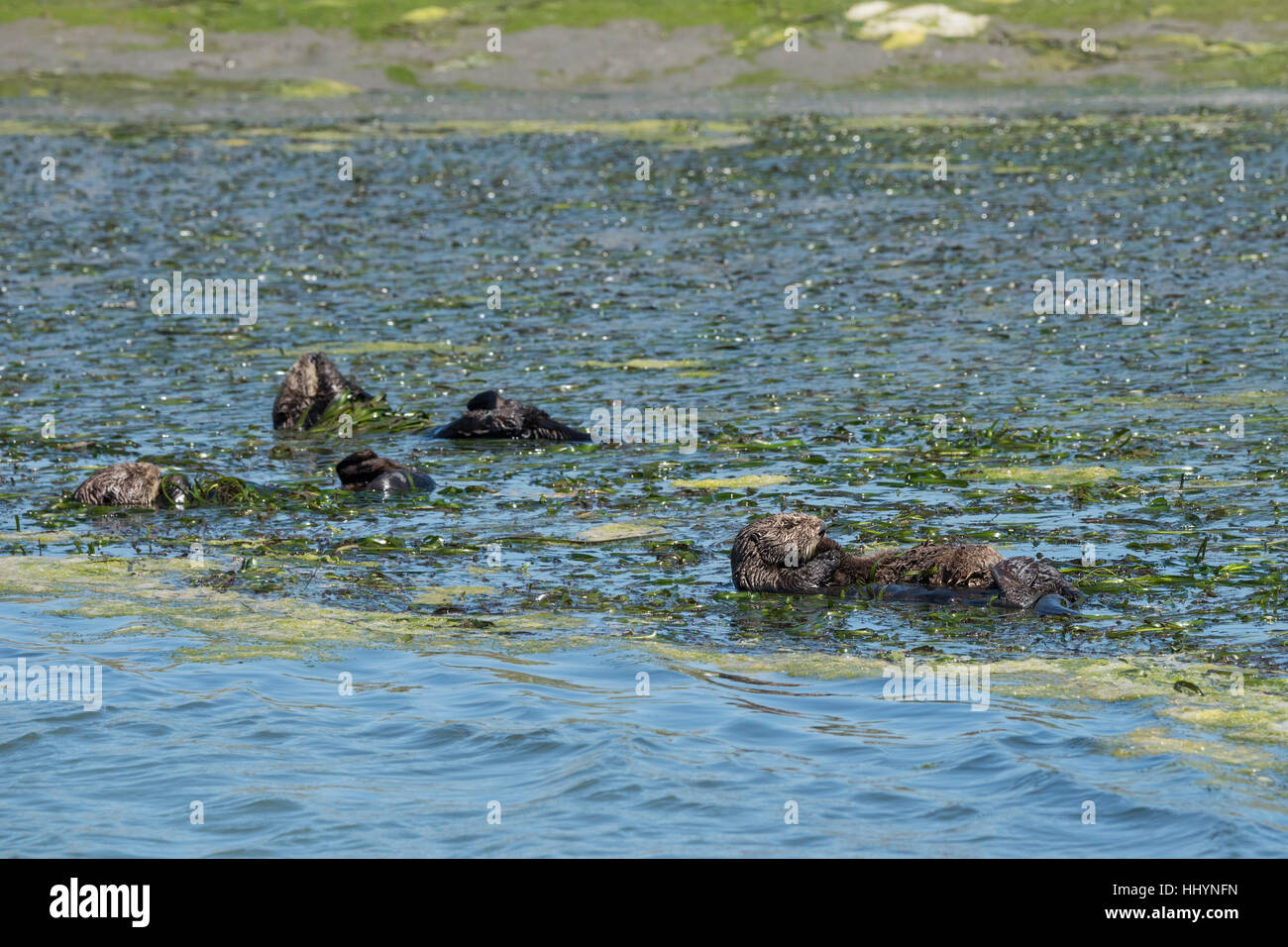 California sea otters or southern sea otters, Enhydra lutris nereis, resting in a raft while wrapped in eelgrass, Elkhorn Slough, California, USA Stock Photo