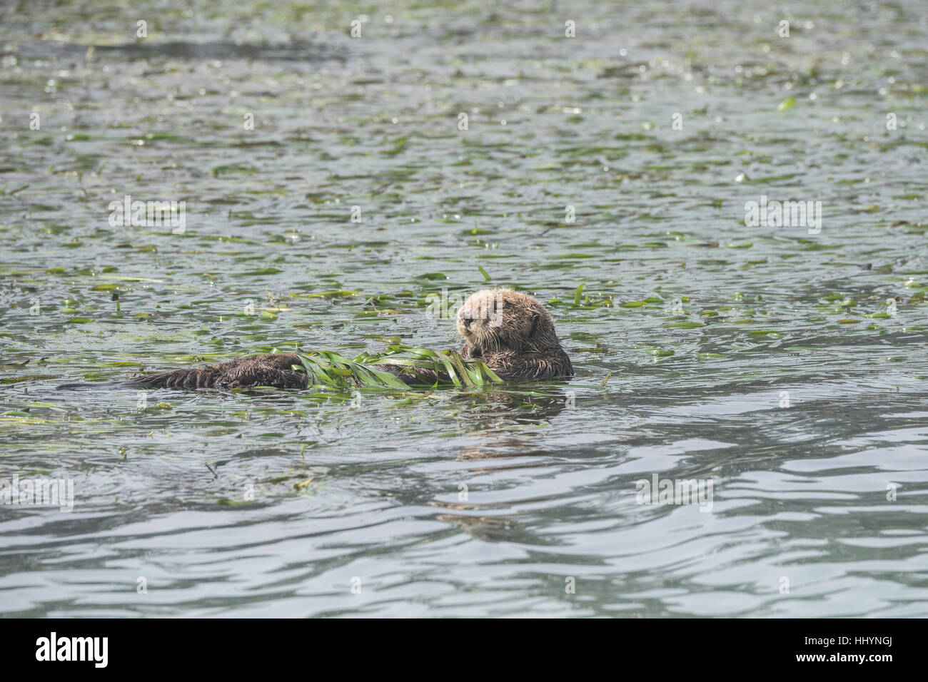 California sea otter, Enhydra lutris nereis, female with nose scarred by bites from male during mating, resting while wrapped in eelgrass, California Stock Photo