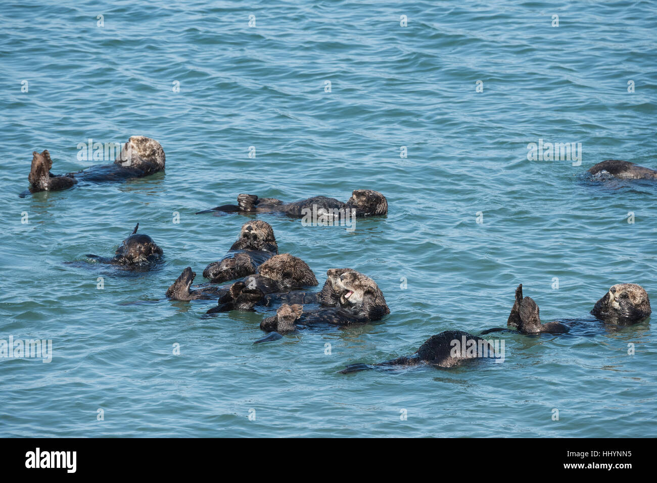 California sea otters or southern sea otters, Enhydra lutris nereis ( threatened ), resting in a raft, Elkhorn Slough, Moss Landing, California, USA Stock Photo