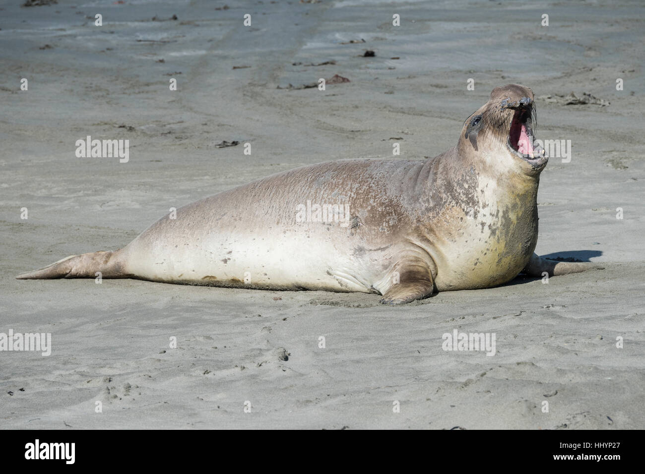 a male northern elephant seals, Mirounga angustirostris, vocalizes by forcing air through its proboscis, Piedras Blancas, California, USA Stock Photo