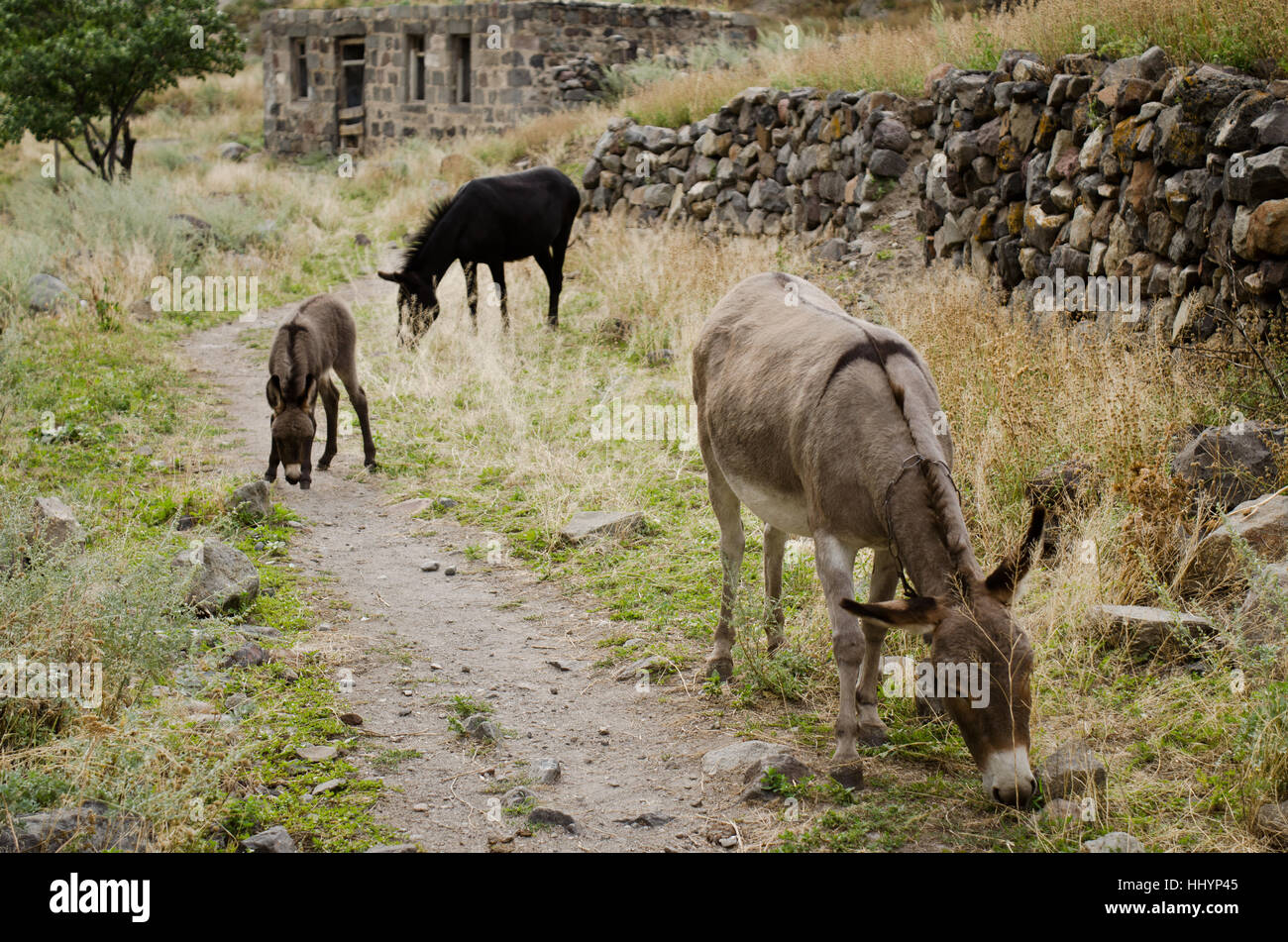 georgia, donkey, green, brown, brownish, brunette, asia, animals, black, Stock Photo
