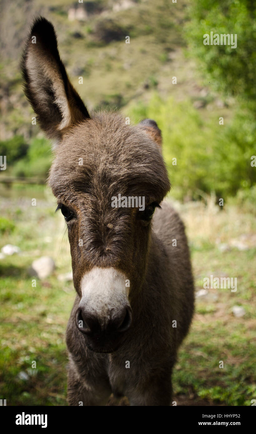 georgia, donkey, green, animals, portrait, blank, european, caucasian, ears, Stock Photo
