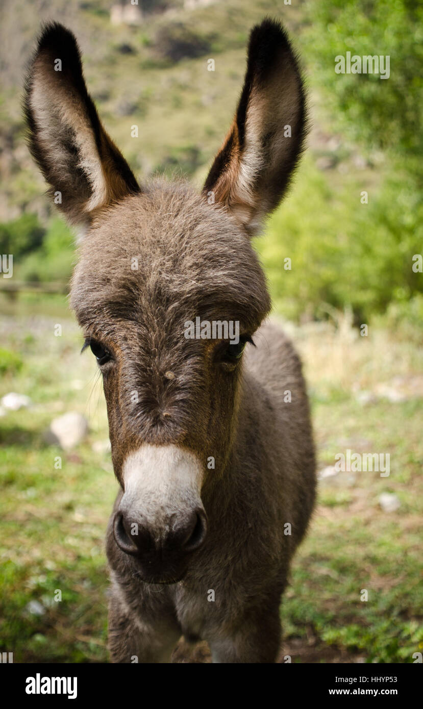 georgia, donkey, green, animals, portrait, blank, european, caucasian, ears, Stock Photo