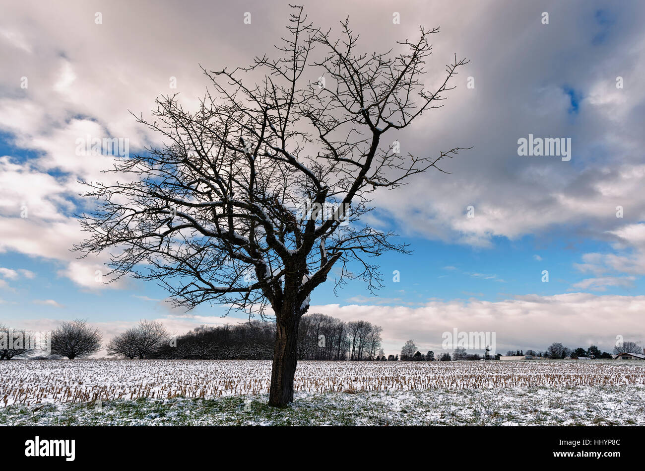 winter, switzerland, winter, switzerland, clouds, weather, sss kirsche, prunus Stock Photo