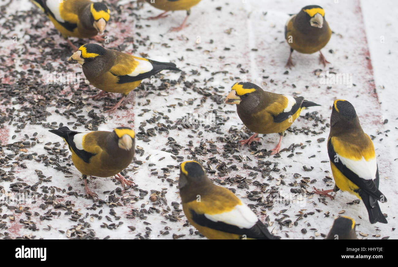 Evening Grosbeaks (Coccothraustes vespertinus) on a deck having bird seed lunch, colourful heavyset finch adds a splash of yellow in winter snow. Stock Photo