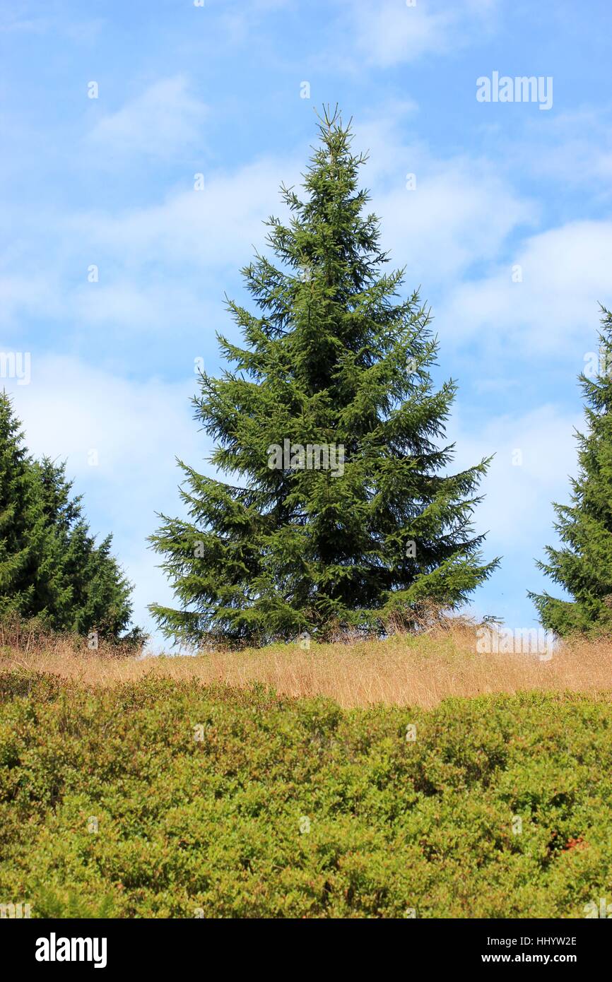fir, blue, tree, symmetry, resin, fir, conifer, christmas tree