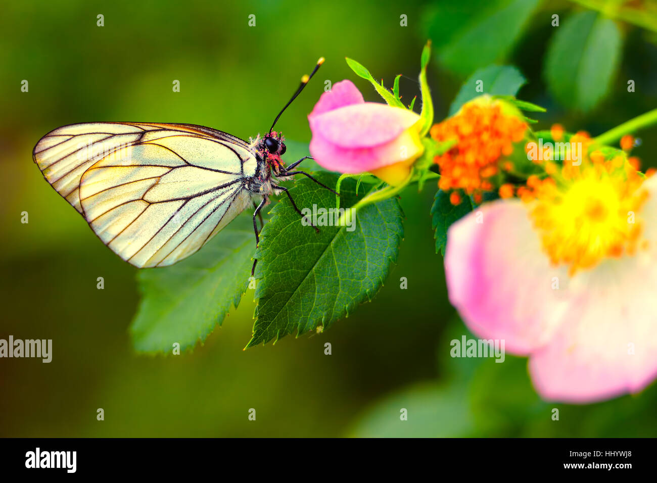 beautiful, beauteously, nice, colour, animal, insect, flower, rose ...