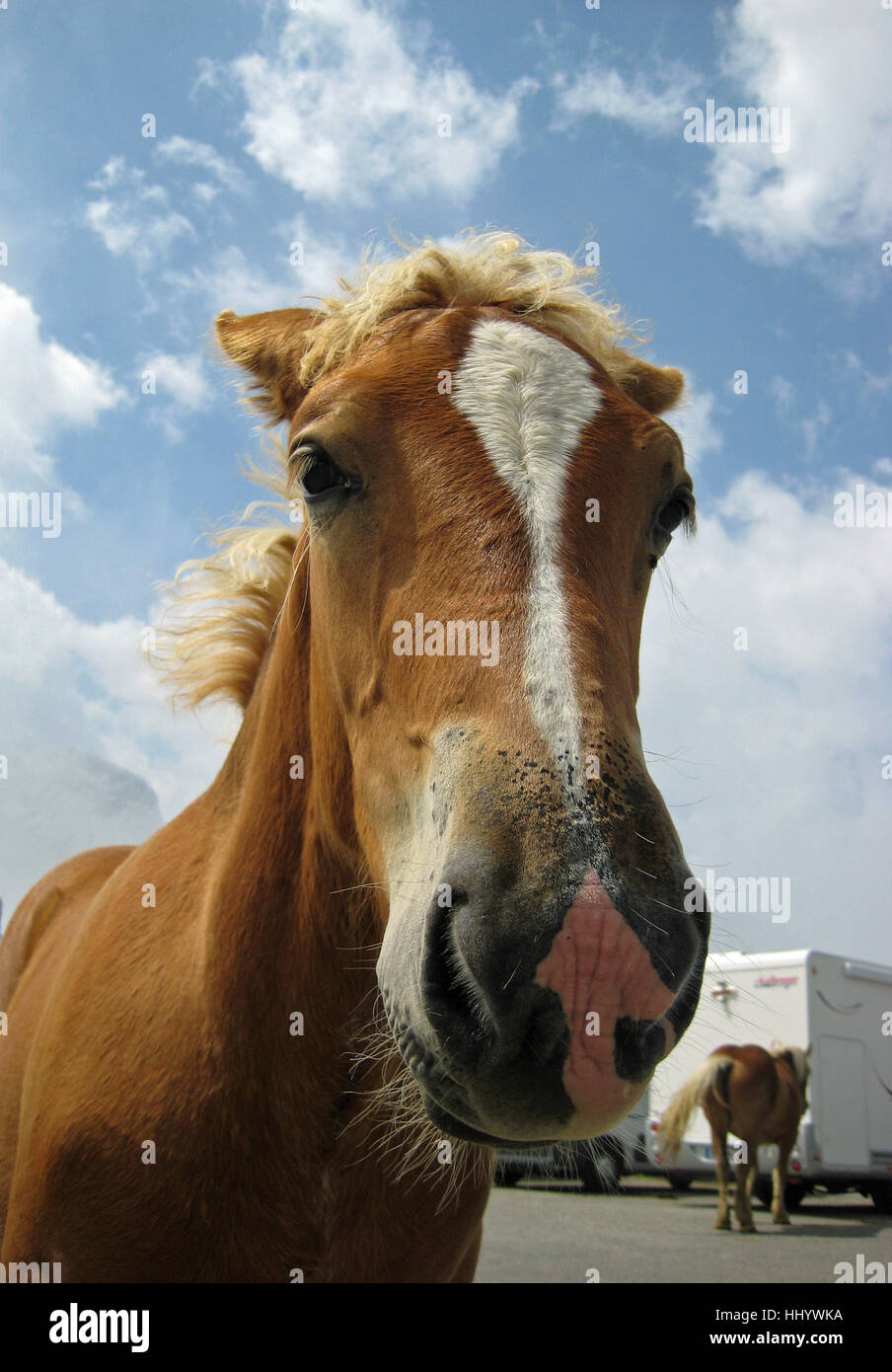 horse, mammals, livestock, mane, plaited, braided, tail, horse, flower