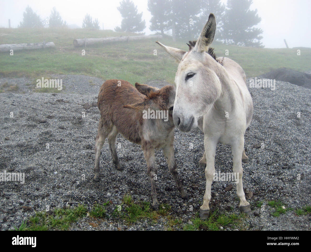 Donkey fight hires stock photography and images Alamy