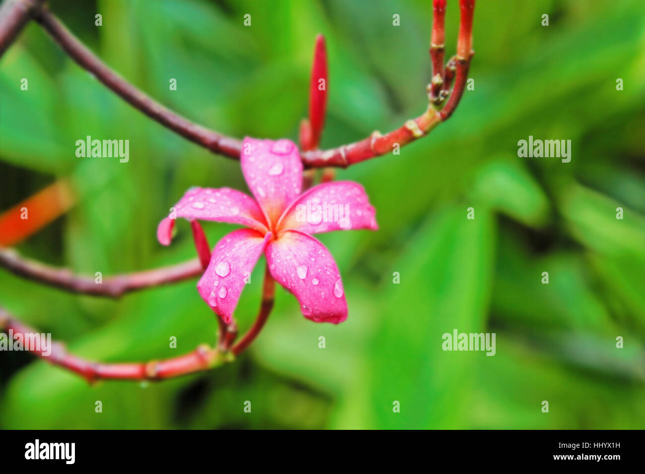 garden, flower, plant, flora, hibiscus, tropical, colors, colours, environment, Stock Photo