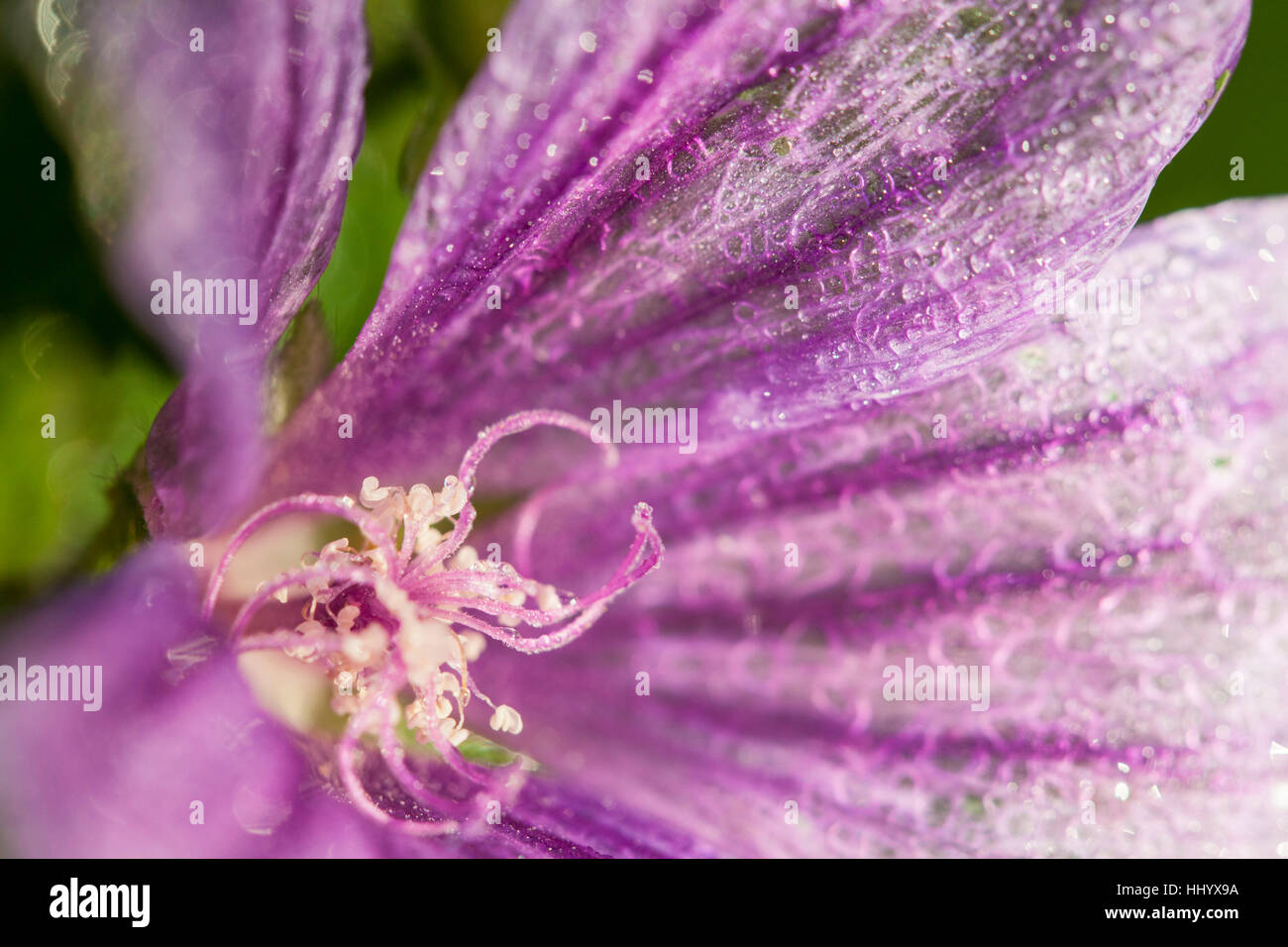 wild, purple, mallow, medicinal plant, plant, nature, macro, close-up, macro Stock Photo