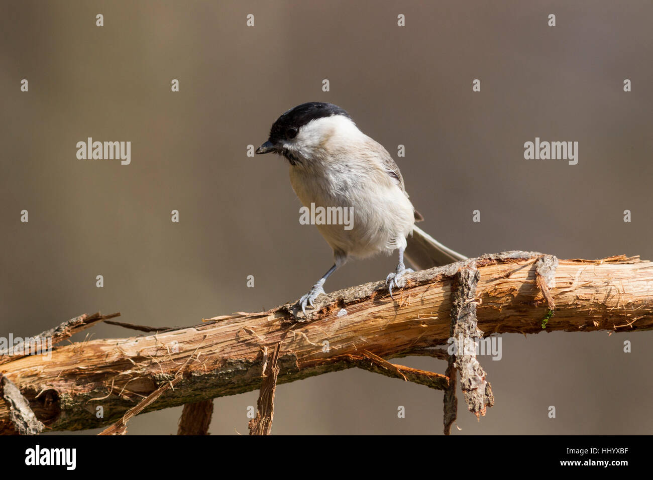 animal, bird, birds, titmouse, nature, fodder, animal, bird, wild, animals, Stock Photo