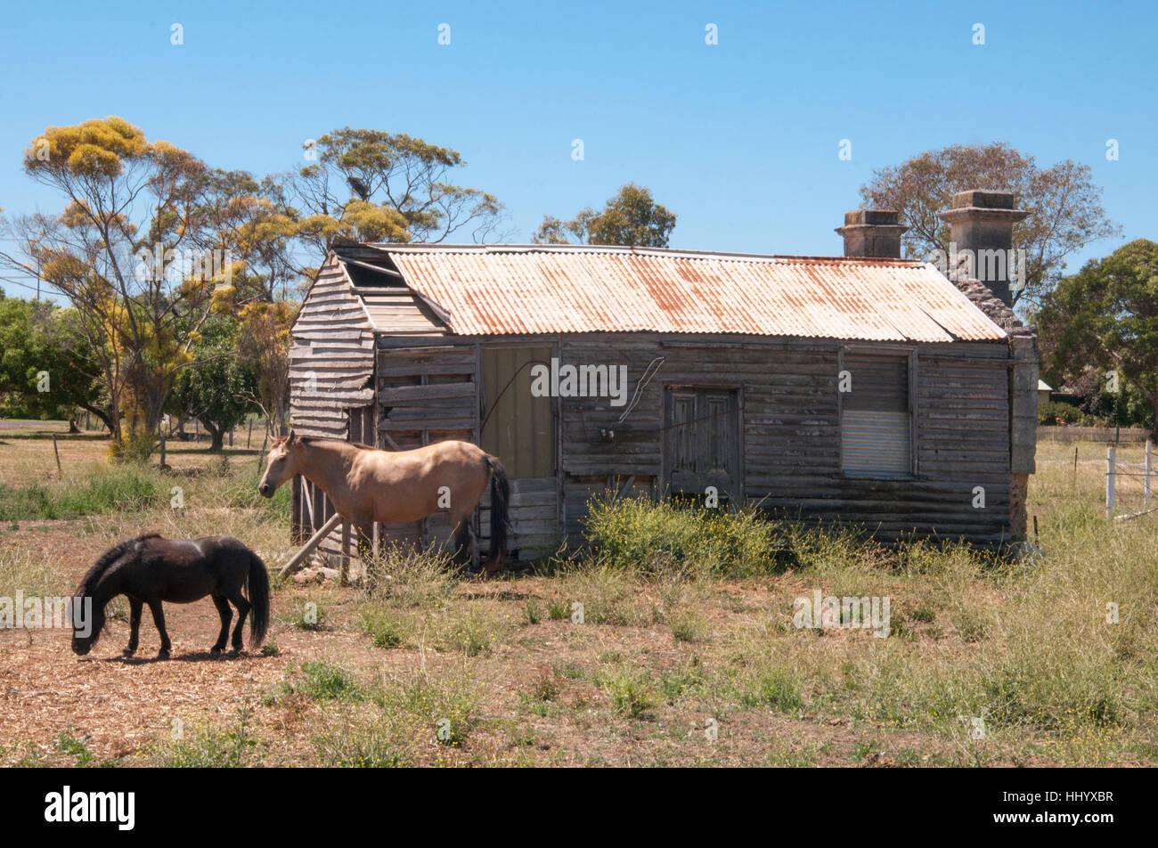 Horses grazing by a ramshackle cottage in Penola, South Australia Stock Photo