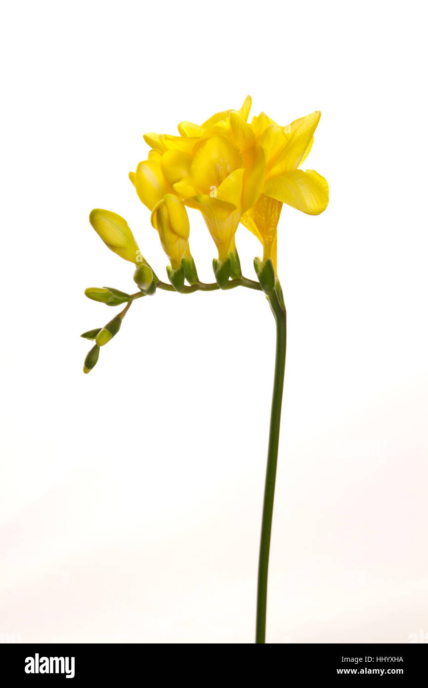yellow freesia Stock Photo