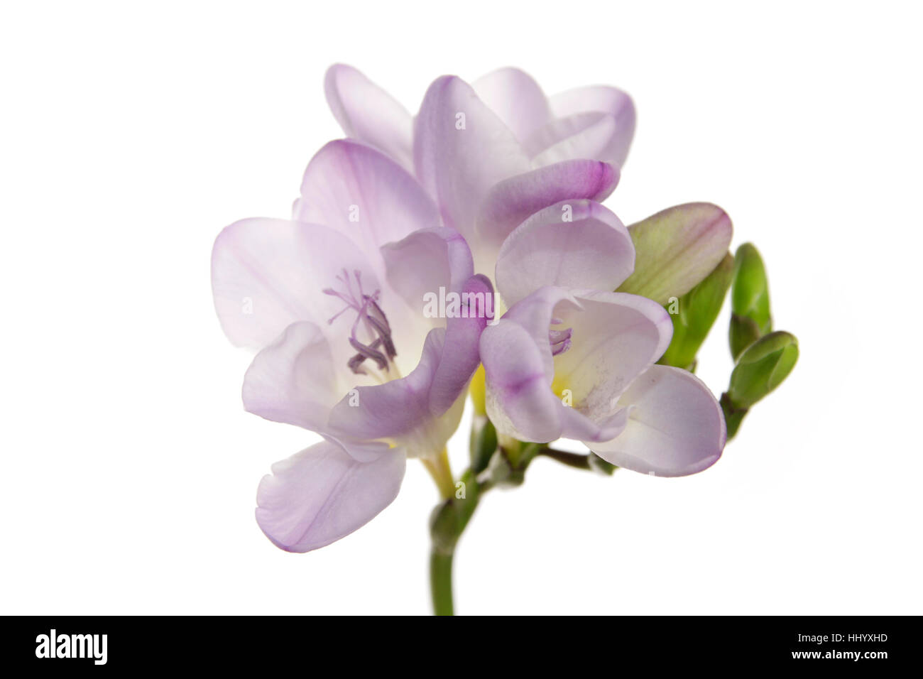 purple, apart, extra, insulated, flower, plant, blank, european, caucasian, Stock Photo