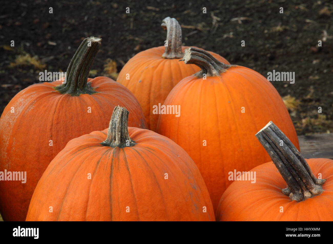 field, acre, vegetable, halloween, cucurbits, pumpkin, orange, agriculture, Stock Photo