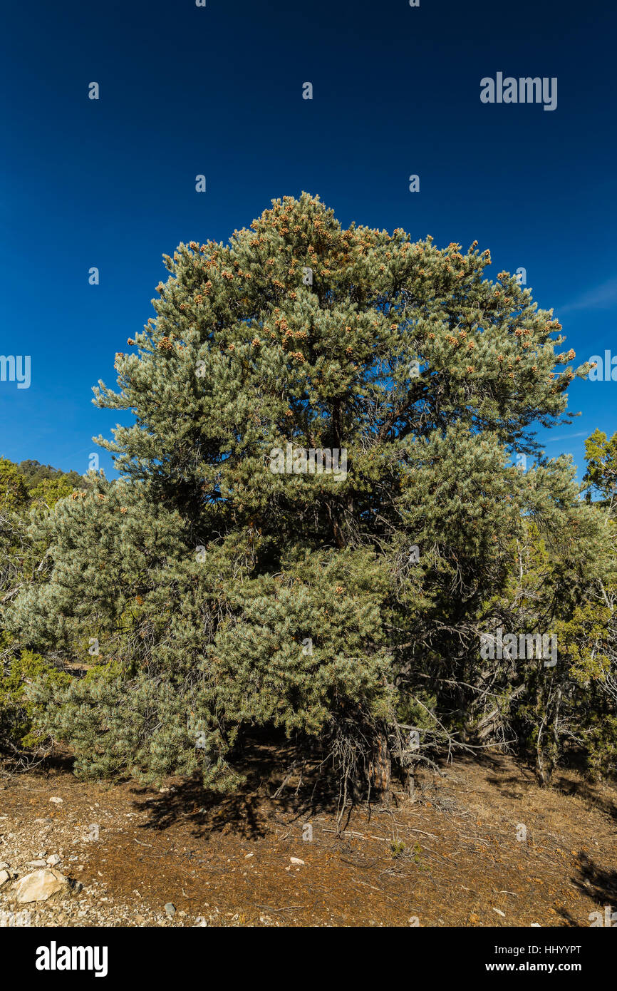 Singleleaf Pinyon Pine, Pinus monophylla, in a mountainside forest in the Snake Range, Great Basin National Park, Nevada, USA Stock Photo