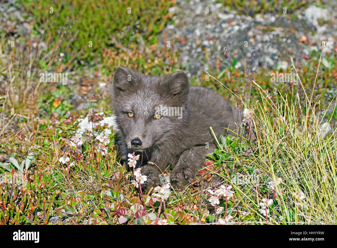 Arctic fox kit Stock Photo - Alamy