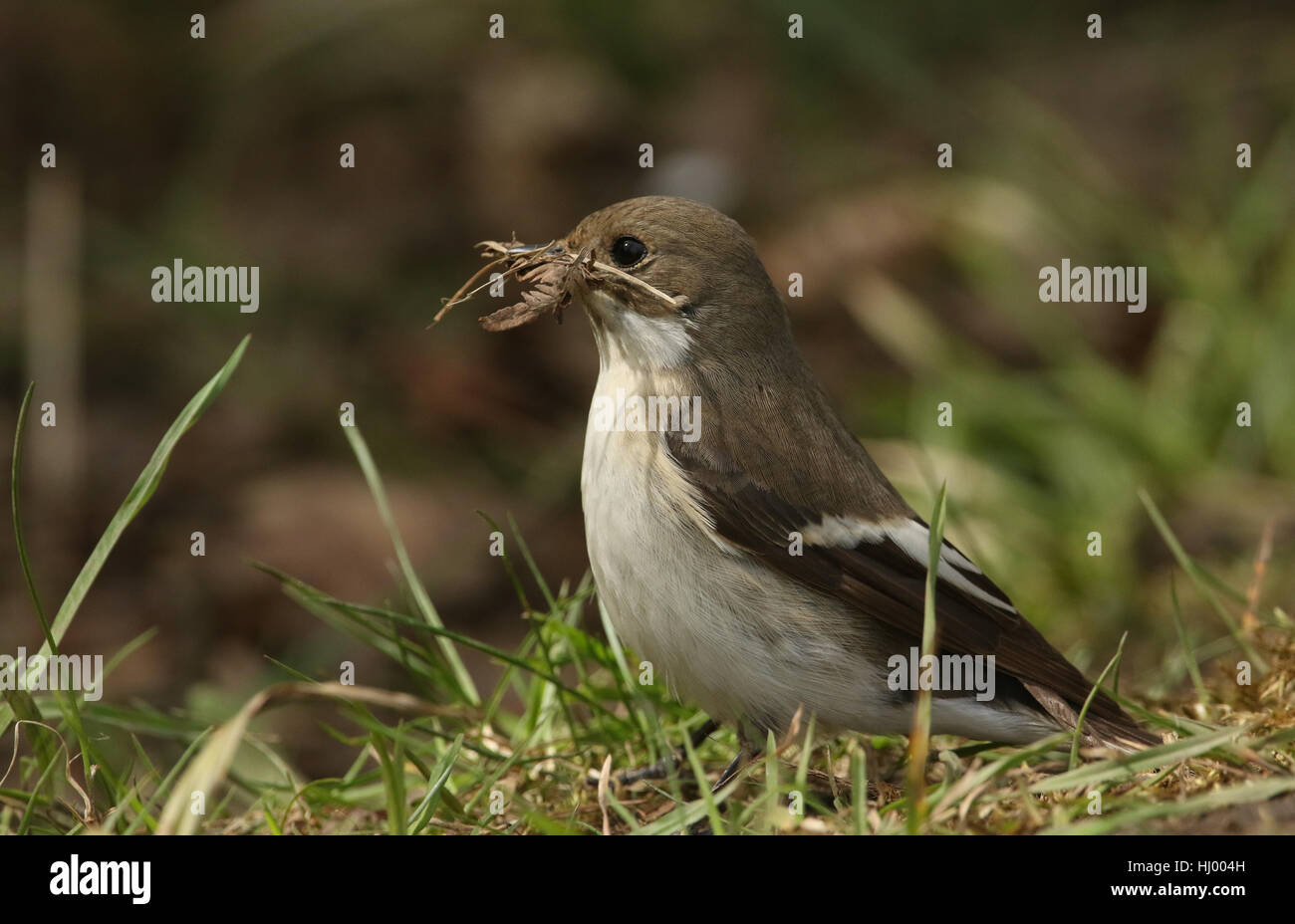 A female Pied Flycatcher (Ficedula hypoleuca) standing in the grass with nesting material in its beak. Stock Photo