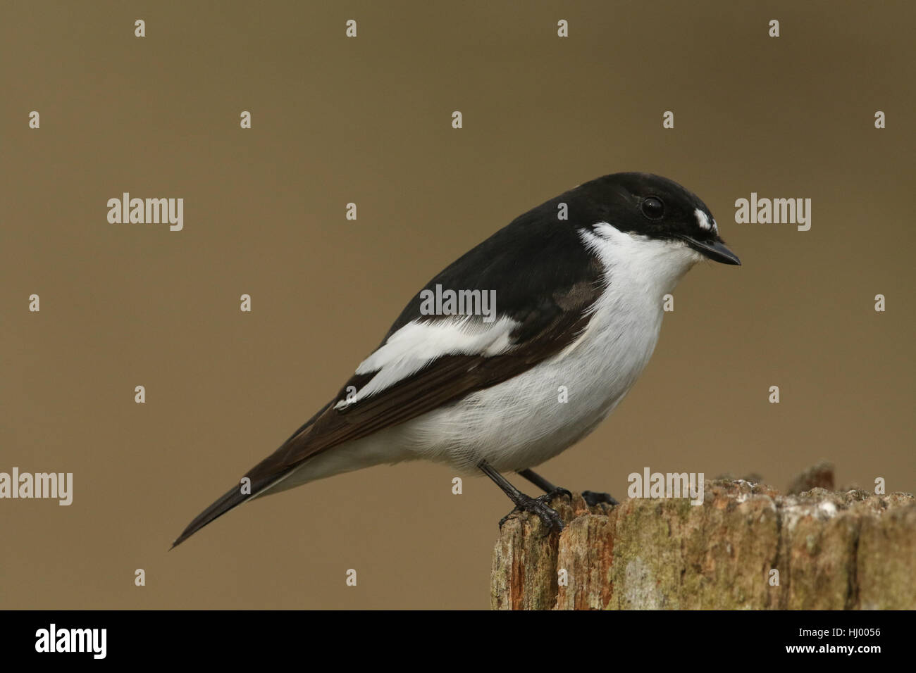 A rare male Pied Flycatchers (Ficedula hypoleuca) perched on a wooden post. Stock Photo