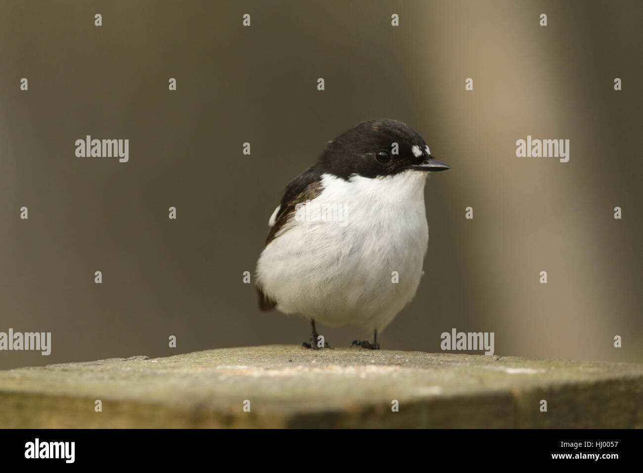 A rare male Pied Flycatchers (Ficedula hypoleuca) perched on a wooden post. Stock Photo