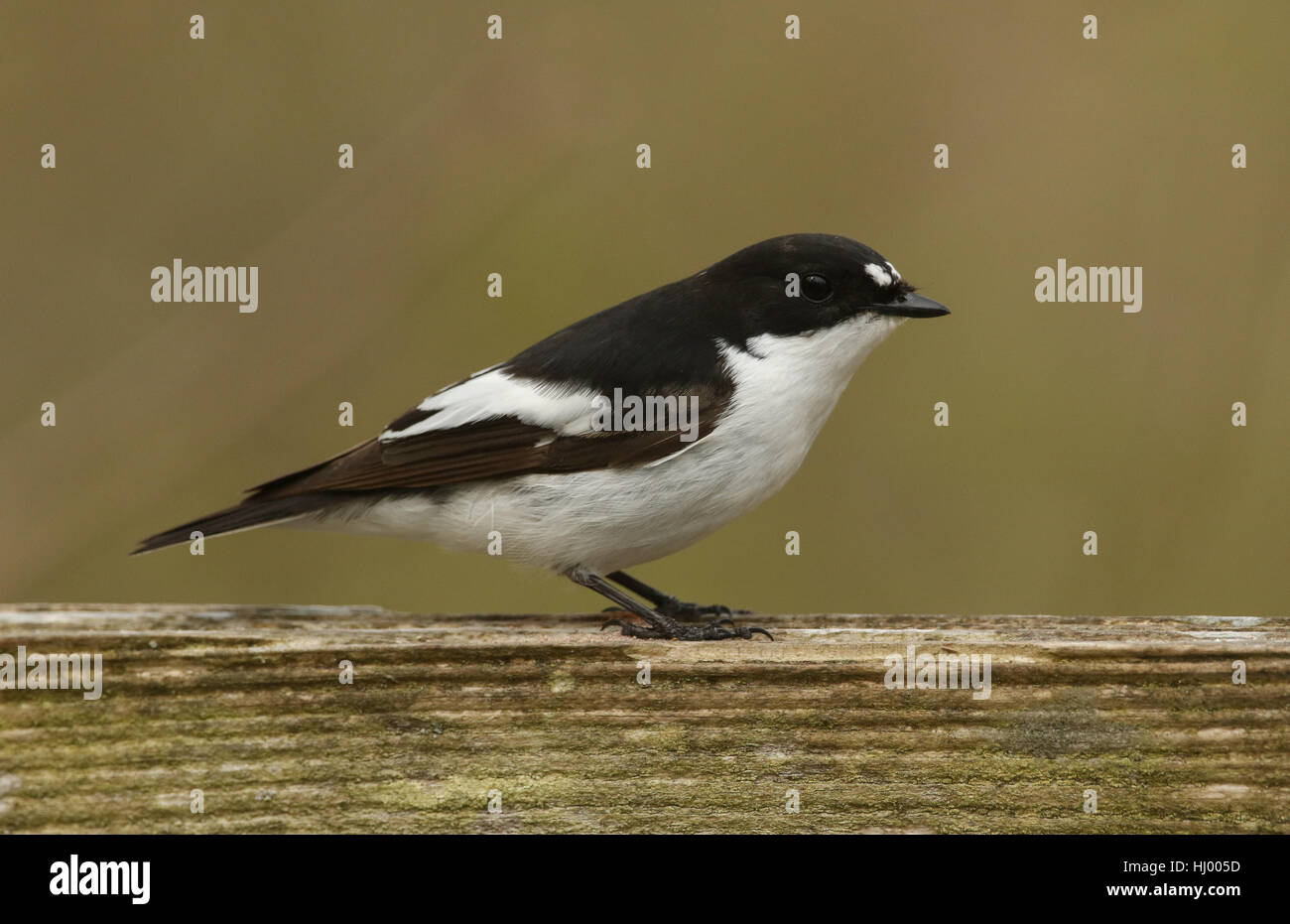 A rare male Pied Flycatchers (Ficedula hypoleuca) perched on a wooden fence. Stock Photo