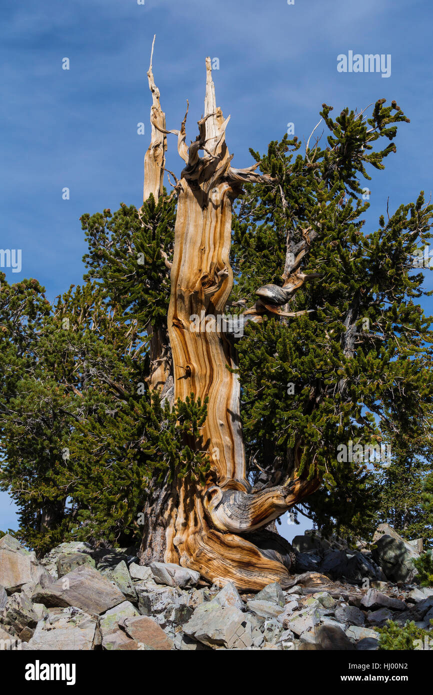 Ancient Great Basin Bristlecone Pine, Pinus longaeva, grove near Wheeler Peak in Great Basin National Park, Nevada, USA Stock Photo