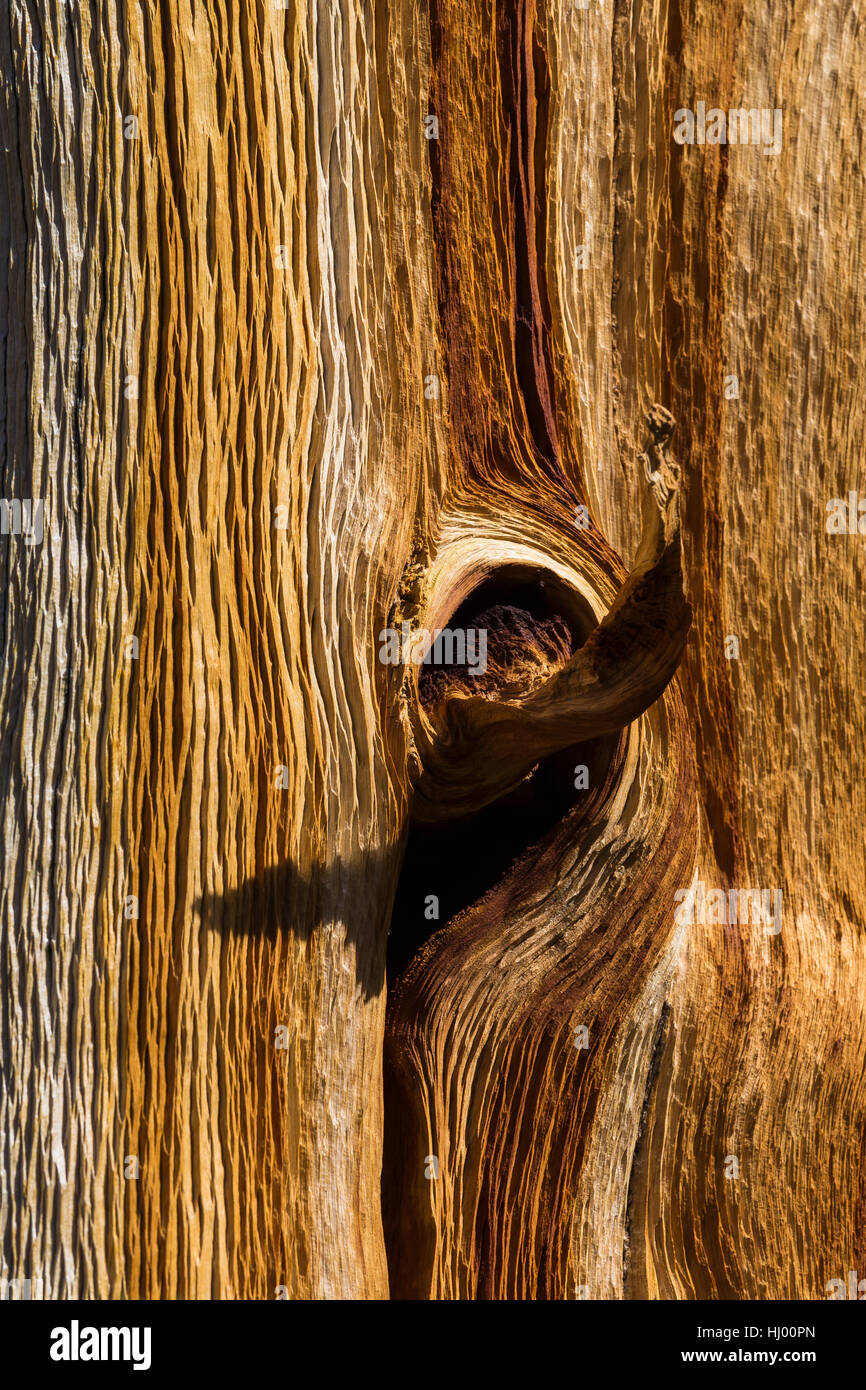 Ancient Great Basin Bristlecone Pine, Pinus longaeva, with exposed and weathered wood near Wheeler Peak in Great Basin National Park, Nevada, USA Stock Photo