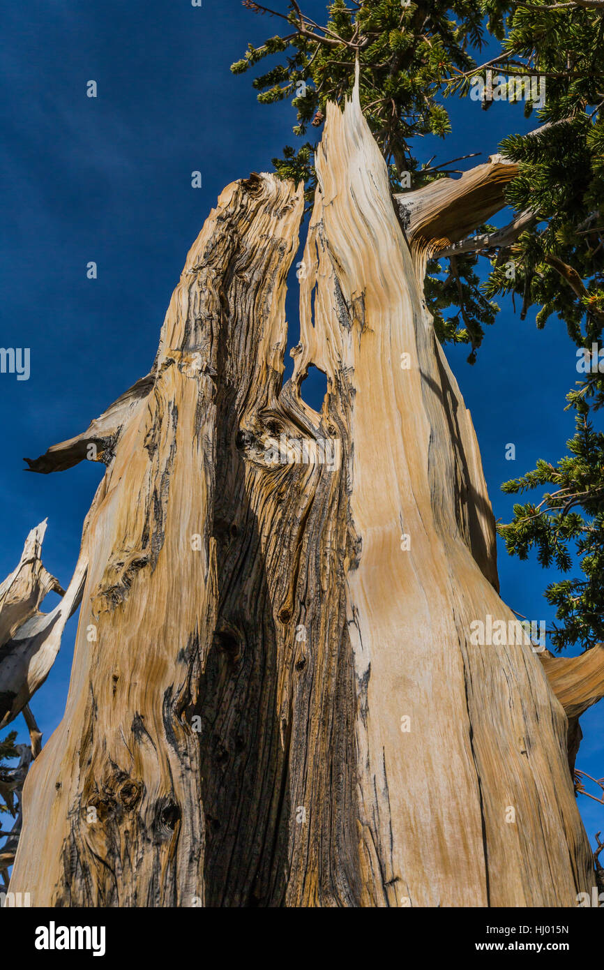 Dead Great Basin Bristlecone Pine, Pinus longaeva, in a grove below Wheeler Peak in Great Basin National Park, Nevada, USA Stock Photo