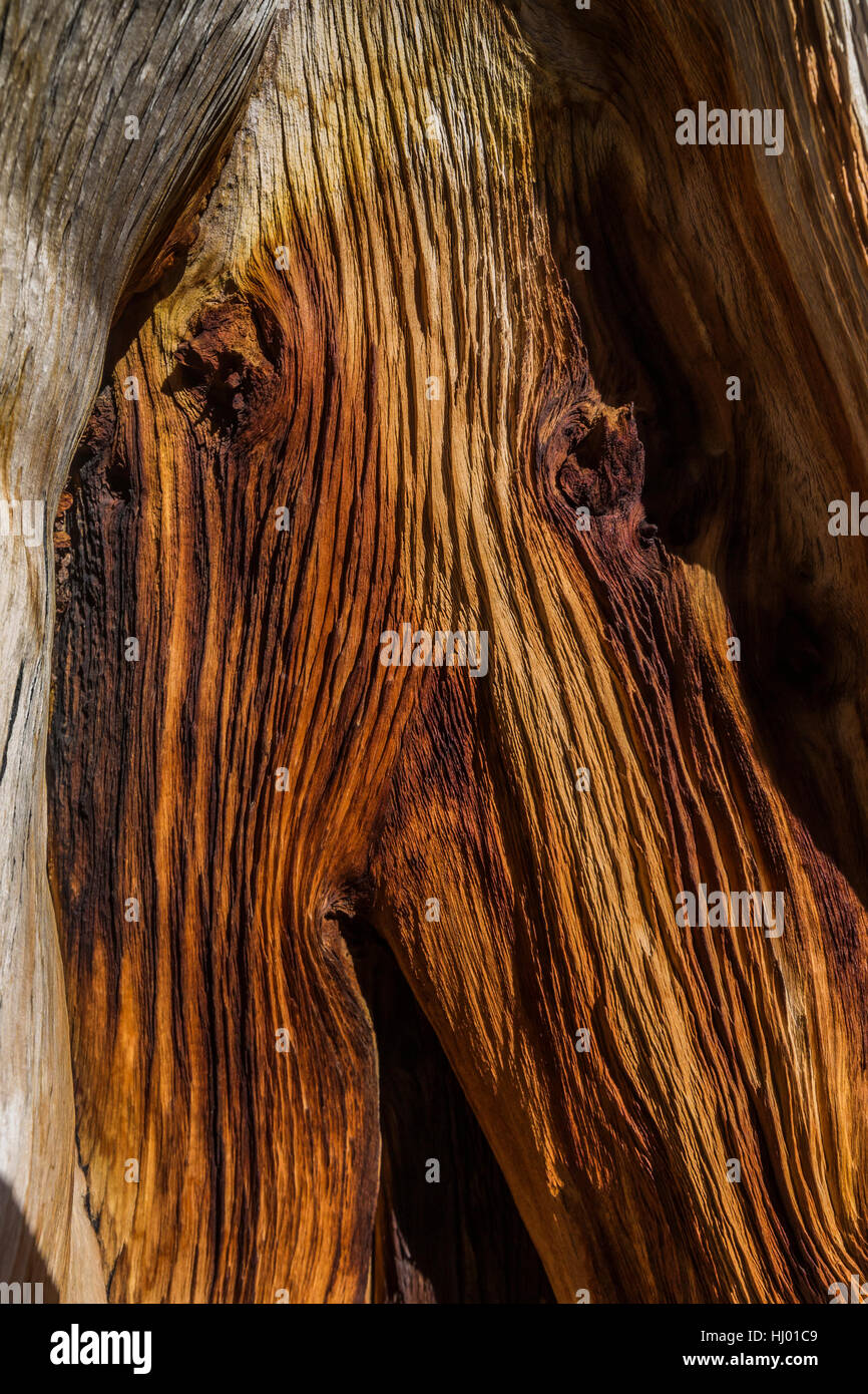 A face in the beautiful grain in the wood of an ancient Great Basin Bristlecone Pine, Pinus longaeva, grove near Wheeler Peak in Great Basin National  Stock Photo
