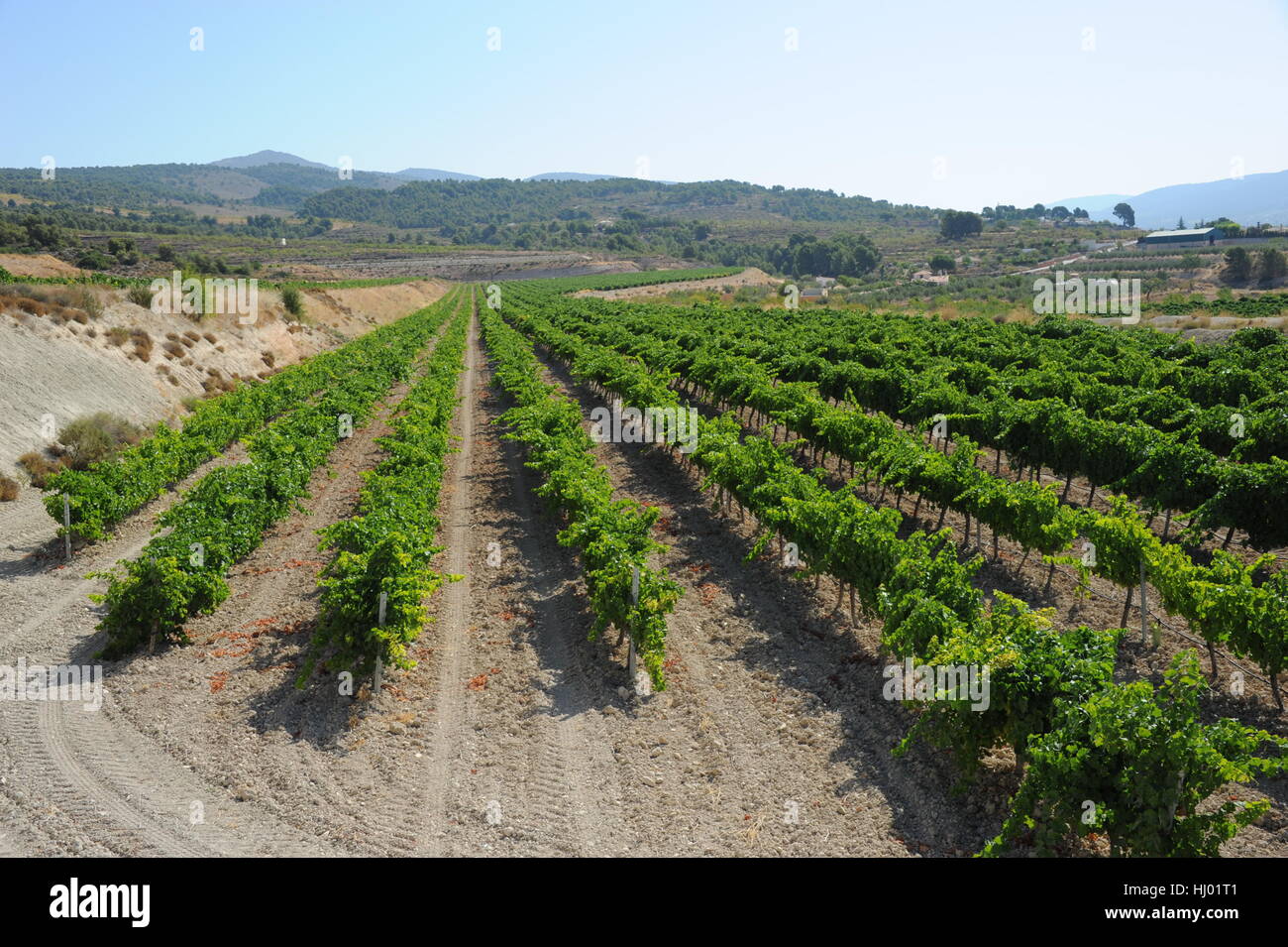weinfeld with grapes Stock Photo - Alamy