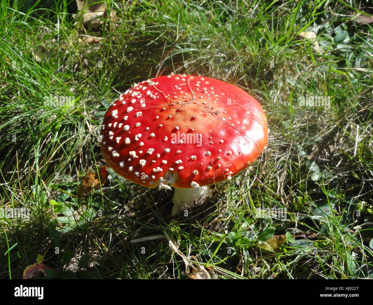 beautiful, beauteously, nice, fly agaric, deceitful, meadow, forest, toxic, Stock Photo