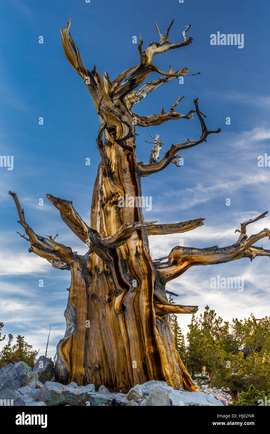 Dead Great Basin Bristlecone Pine, Pinus longaeva, in a grove near Wheeler Peak in Great Basin National Park, Nevada, USA Stock Photo