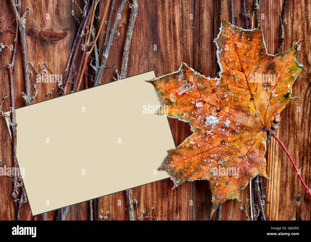 note, memo, slip, leaf, tree, wood, flora, shrub, maple, october ...