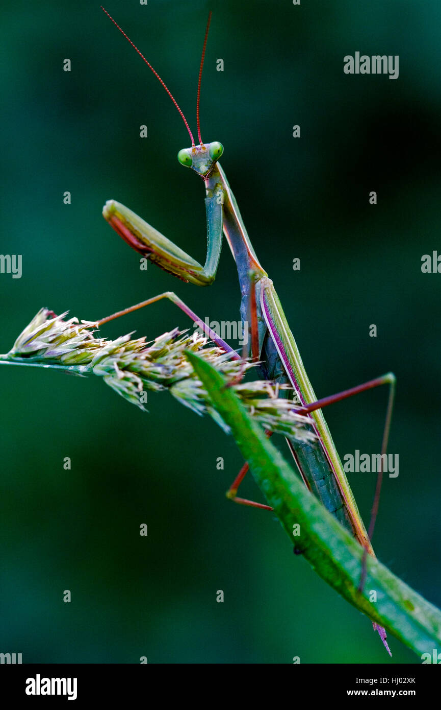 blue, macro, close-up, macro admission, close up view, colour, insect, green, Stock Photo