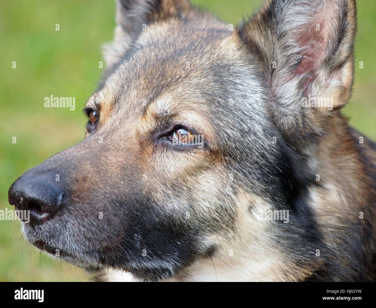 portrait, dog, dogs, german sheperd, german sheperd dog, sheep dogs, Stock Photo