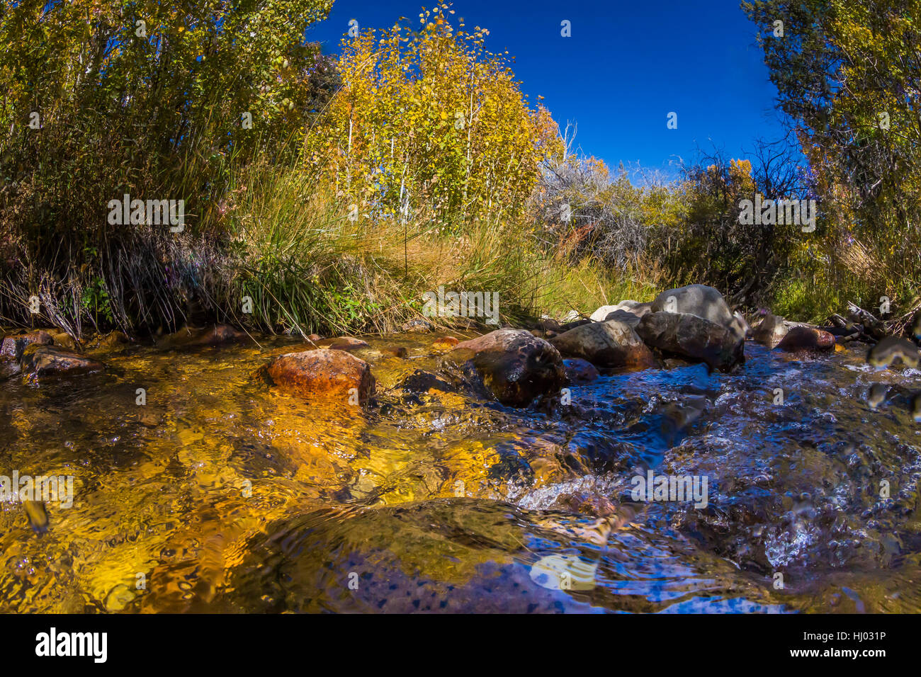 Lehman Creek in autumn at Lower Lehman Creek Campground in Great Basin National Park, Nevada, USA Stock Photo
